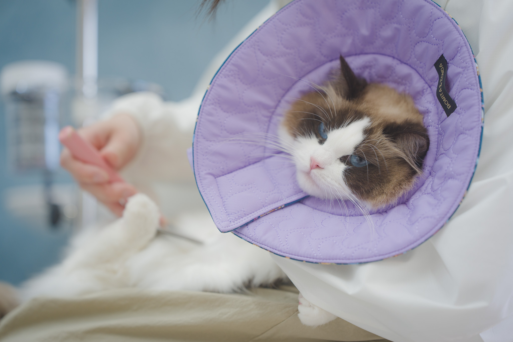 水やドライヤーが苦手な子への細やかな思いやり