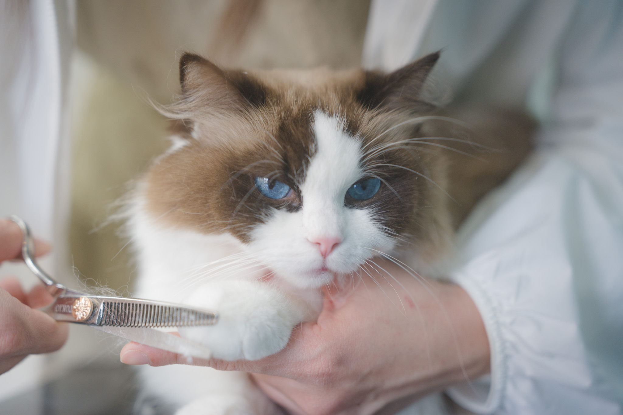 1日2頭限定のカット｜RAGMEE